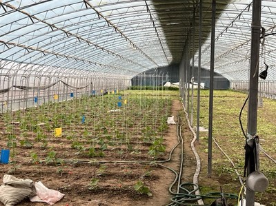 推動特菜輕簡化綠色高效種植技術“落地生根”——熊愛生教授指導宿遷特色蔬菜與芹菜種質資源建設